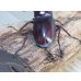 画像3: ☆サバ産☆マンディブラリスフタマタクワガタ（赤マンディ）♂68.5ミリ♀39ミリ新成虫ペア販売！！ (3)