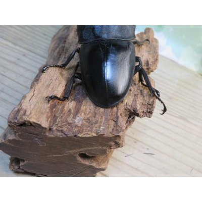 画像3: ☆新成虫☆テイオウヒラタクワガタ♂90ミリ♀45ミリペア販売！！
