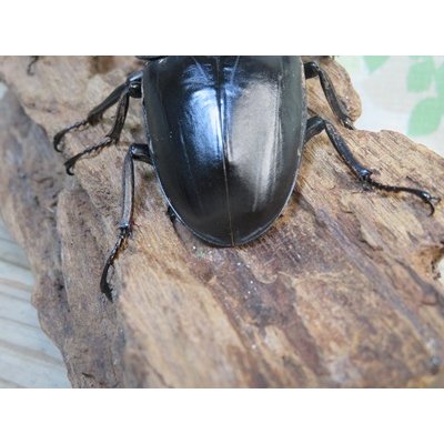 画像3: ☆新成虫☆テイオウヒラタクワガタ♂91ミリ♀45ミリペア販売！！