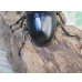画像3: ☆新成虫☆テイオウヒラタクワガタ♂91ミリ♀45ミリペア販売！！ (3)
