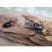 画像5: ☆人気種☆ファブリースノコギリクワガタ（亜種タカクワイ）♂78ミリ♀38ミリ新成虫ペア販売！！ (5)