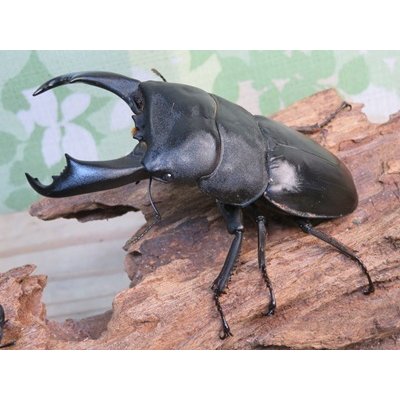 画像1: ☆新成虫☆テイオウヒラタクワガタ♂91ミリ♀45ミリペア販売！！