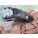 画像1: ☆新成虫☆テイオウヒラタクワガタ♂91ミリ♀45ミリペア販売！！ (1)