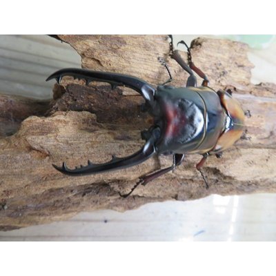 画像2: ☆人気種☆ファブリースノコギリクワガタ（亜種タカクワイ）♂78ミリ♀38ミリ新成虫ペア販売！！