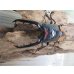 画像2: ☆人気種☆ファブリースノコギリクワガタ（亜種タカクワイ）♂78ミリ♀38ミリ新成虫ペア販売！！ (2)