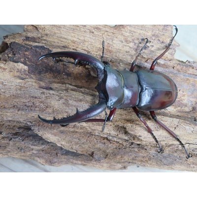 画像2: ☆サバ産☆マンディブラリスフタマタクワガタ（赤マンディ）♂68.5ミリ♀39ミリ新成虫ペア販売！！