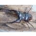 画像2: ☆サバ産☆マンディブラリスフタマタクワガタ（赤マンディ）♂68.5ミリ♀39ミリ新成虫ペア販売！！ (2)