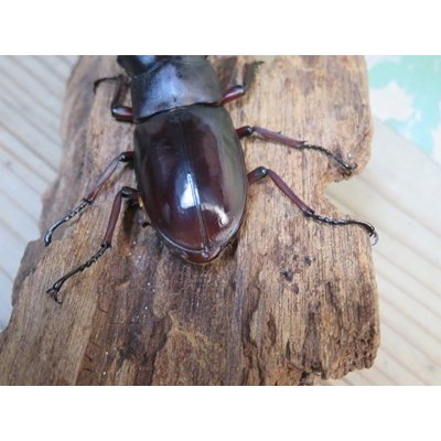 画像3: ☆新成虫☆メルキオリティスフタマタクワガタ♂74ミリ♀38ミリペア販売！！