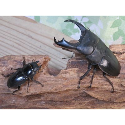画像5: ☆新成虫☆テイオウヒラタクワガタ♂91ミリ♀45ミリペア販売！！