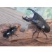 画像5: ☆新成虫☆テイオウヒラタクワガタ♂91ミリ♀45ミリペア販売！！ (5)