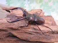 ☆サバ産☆マンディブラリスフタマタクワガタ（赤マンディ）♂68.5ミリ♀39ミリ新成虫ペア販売！！