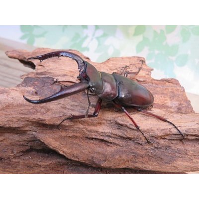 画像1: ☆サバ産☆マンディブラリスフタマタクワガタ（赤マンディ）♂68.5ミリ♀39ミリ新成虫ペア販売！！
