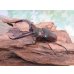 画像1: ☆サバ産☆マンディブラリスフタマタクワガタ（赤マンディ）♂68.5ミリ♀39ミリ新成虫ペア販売！！ (1)