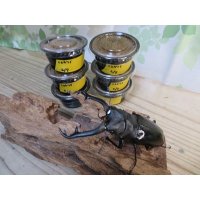 ☆稀少☆ギラファノコギリクワガタ（亜種ニシカワイ）初二令幼虫3頭セット販売！！