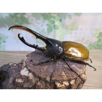 ☆新成虫☆D.H.リッキー♂133ミリ♀63ミリペア販売！！