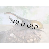 ☆新成虫☆D.H.リッキー♂133ミリ♀63ミリペア販売！！