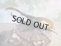 ☆新成虫☆D.H.リッキー♂133ミリ♀63ミリペア販売！！
