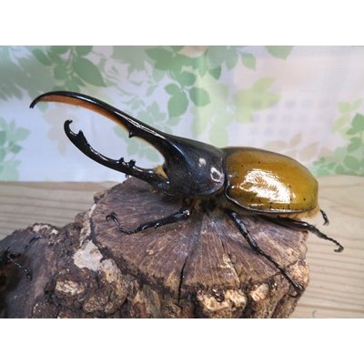 画像1: ☆新成虫☆D.H.リッキー♂133ミリ♀63ミリペア販売！！