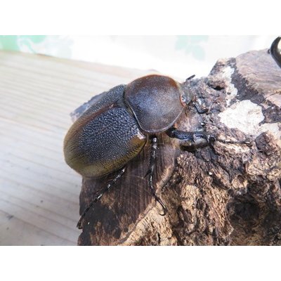 画像4: ☆新成虫☆D.H.リッキー♂131ミリ♀61ミリペア販売！！