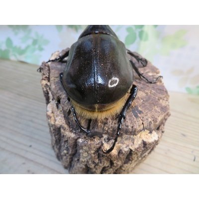 画像3: ☆新成虫☆D.H.リッキー♂131ミリ♀61ミリペア販売！！