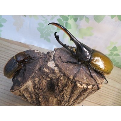 画像5: ☆新成虫☆D.H.リッキー♂133ミリ♀63ミリペア販売！！