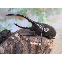 ☆新成虫☆D.H.リッキー♂131ミリ♀61ミリペア販売！！