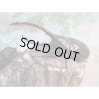 ☆新成虫☆D.H.リッキー♂131ミリ♀61ミリペア販売！！