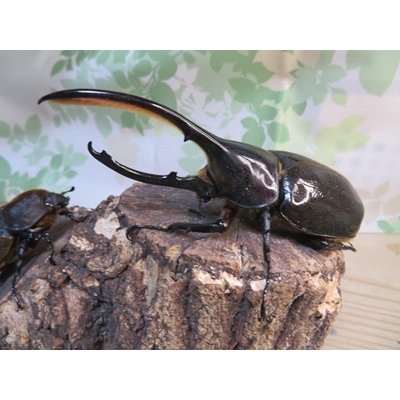 画像1: ☆新成虫☆D.H.リッキー♂131ミリ♀61ミリペア販売！！