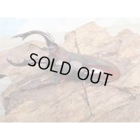 ☆人気種☆フォルスターフタマタクワガタ（亜種ニシ）♂65ミリ♀40ミリ新成虫ペア販売！！