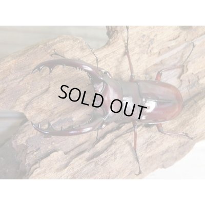 画像2: ☆人気種☆フォルスターフタマタクワガタ（亜種ニシ）♂65ミリ♀40ミリ新成虫ペア販売！！