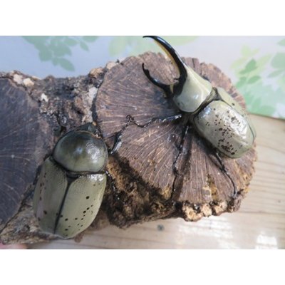 画像5: ☆新成虫☆グラントシロカブト♂76ミリ♀50ミリペア販売！！