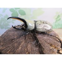 ☆新成虫☆グラントシロカブト♂76ミリ♀50ミリペア販売！！