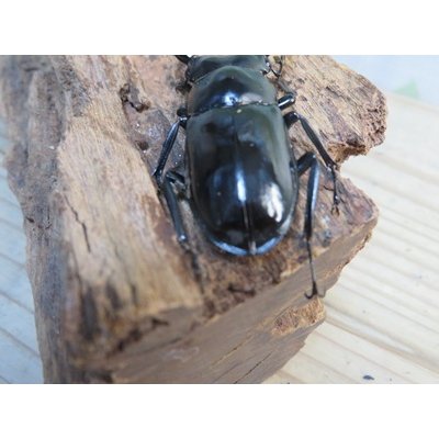 画像3: 27年種親用☆DV産☆ウエストウッディ オオシカクワガタ♂58ミリ♀44ミリ新成虫ペア販売！！