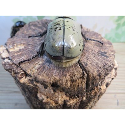 画像3: ☆新成虫☆グラントシロカブト♂76ミリ♀50ミリペア販売！！