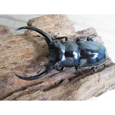 画像2: 27年種親用☆DV産☆ウエストウッディ オオシカクワガタ♂58ミリ♀44ミリ新成虫ペア販売！！