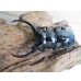 画像2: 27年種親用☆DV産☆ウエストウッディ オオシカクワガタ♂58ミリ♀44ミリ新成虫ペア販売！！ (2)