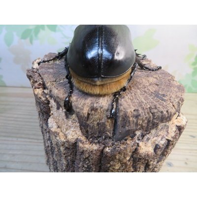画像3: ☆稀少人気種☆サタンオオカブト♂100ミリ♀65ミリ新成虫ペア販売！！