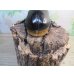 画像3: ☆稀少人気種☆サタンオオカブト♂100ミリ♀65ミリ新成虫ペア販売！！ (3)