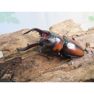 画像1: ☆美麗人気種☆ミラビリスノコギリクワガタ♂54ミリ♀フリーサイズ新成虫ペア販売！！