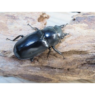 画像4: 27年種親用☆DV産☆ウエストウッディ オオシカクワガタ♂58ミリ♀44ミリ新成虫ペア販売！！