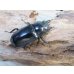 画像4: 27年種親用☆DV産☆ウエストウッディ オオシカクワガタ♂58ミリ♀44ミリ新成虫ペア販売！！ (4)