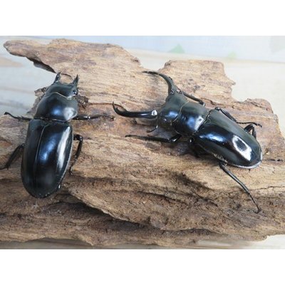 画像5: 27年種親用☆DV産☆ウエストウッディ オオシカクワガタ♂58ミリ♀44ミリ新成虫ペア販売！！