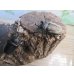 画像5: ☆新成虫☆テルシテスヒメゾウカブト♂44ミリ♀35ミリペア販売！！ (5)