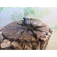 ☆新成虫☆テルシテスヒメゾウカブト♂44ミリ♀35ミリペア販売！！