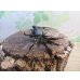 画像1: ☆新成虫☆テルシテスヒメゾウカブト♂44ミリ♀35ミリペア販売！！ (1)