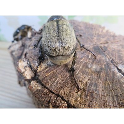 画像3: ☆新成虫☆テルシテスヒメゾウカブト♂44ミリ♀35ミリペア販売！！