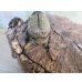 画像3: ☆新成虫☆テルシテスヒメゾウカブト♂44ミリ♀35ミリペア販売！！ (3)