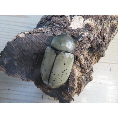 画像4: ☆新成虫☆グラントシロカブト♂76ミリ♀50ミリペア販売！！
