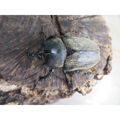 画像2: ☆新成虫☆テルシテスヒメゾウカブト♂44ミリ♀35ミリペア販売！！