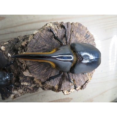 画像2: ☆稀少人気種☆サタンオオカブト♂100ミリ♀65ミリ新成虫ペア販売！！